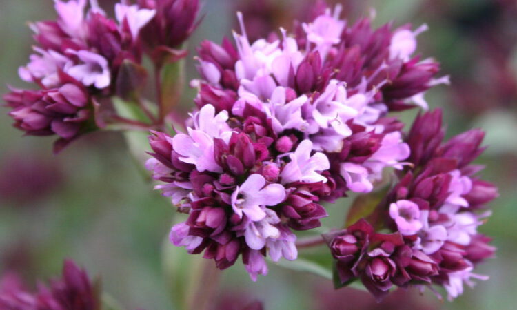 Origanum x laevigatum 'Aromatico'