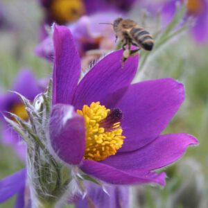 Pulsatilla vulgaris - Kuhschelle