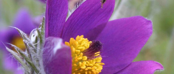 0544 - Pulsatilla vulgaris Pulsatilla vulgaris - Kuhschelle