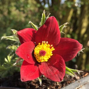 Pulsatilla vulgaris 'Rote Glocke' - Kuhschelle 'Rote Glocke'