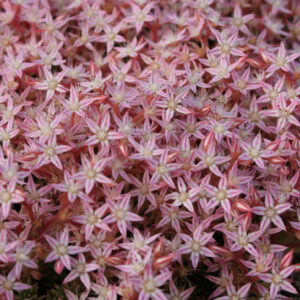 Sedum lydium 'Glaucum' - Moos-Sedum 'Glaucum'