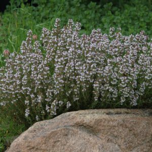 Thymus vulgaris 'Standard Winter' - Thymus 'Standard Winter'