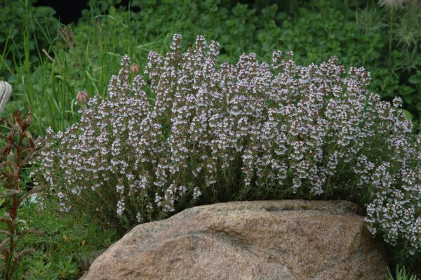 Thymus vulgaris 'Standard Winter' - Thymus 'Standard Winter'