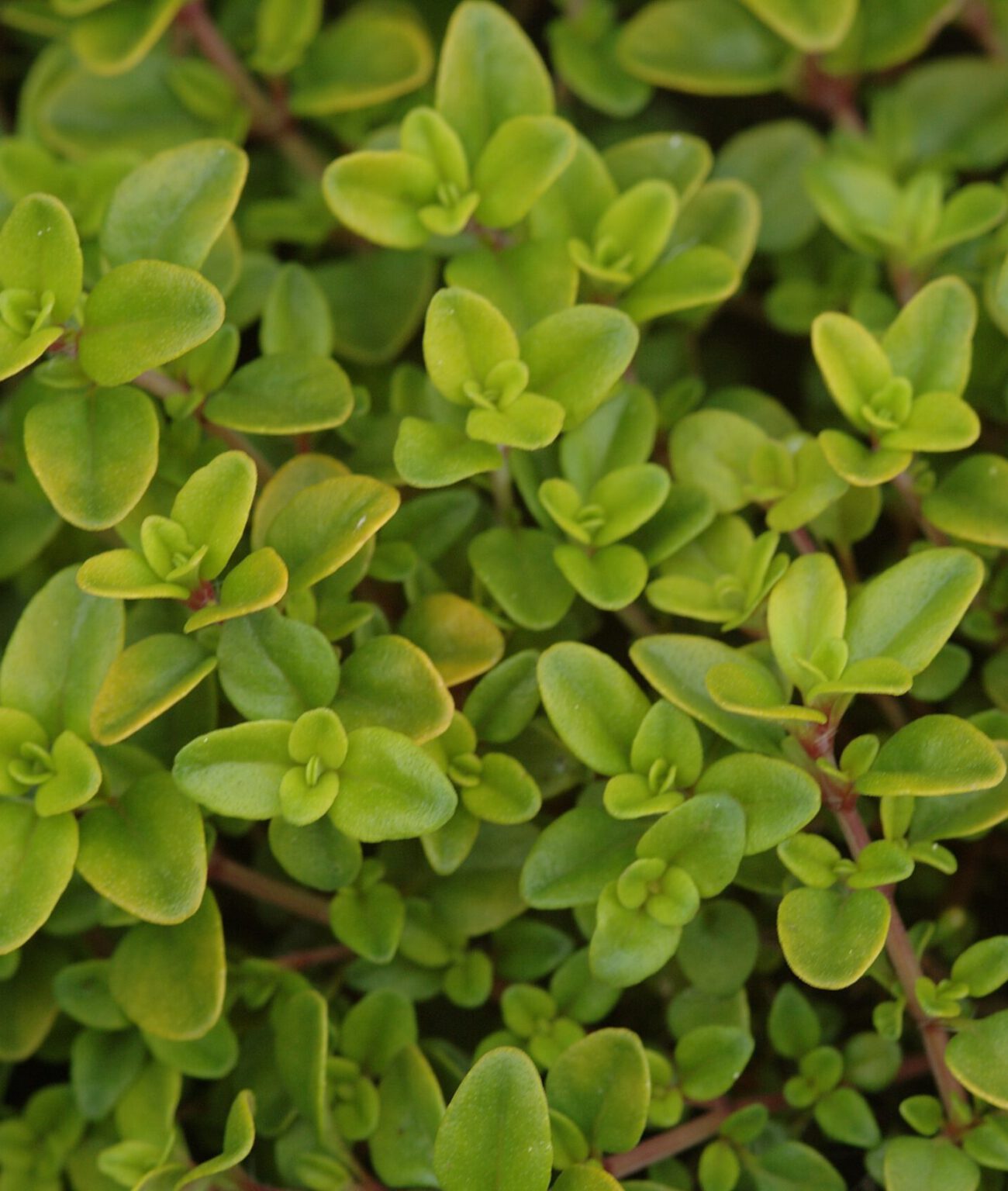 Thymus x citriodorus ‚Golden Dwarf‘ Zitronenthymian ‚Golden Dwarf