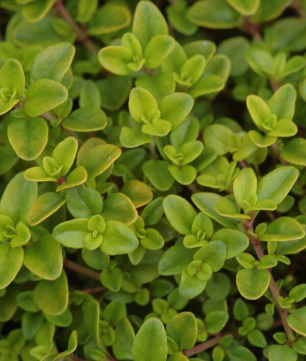 Thymus x citriodorus 'Golden Dwarf' - Zitronenthymian 'Golden Dwarf'