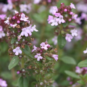 Thymus x citriodorus 'Lemon' - Zitronenthymian 'Lemon'