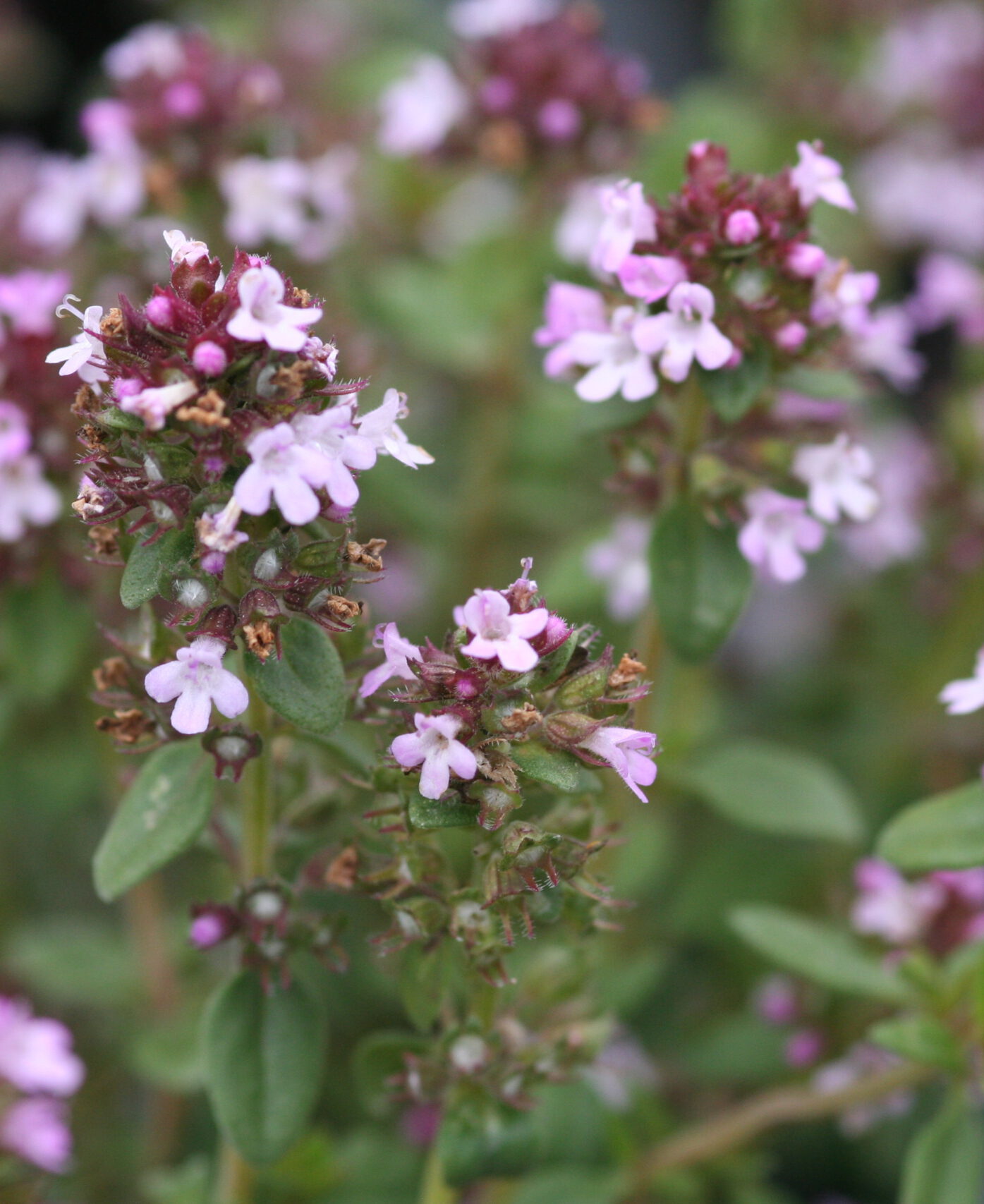 Thymus x citriodorus ‚Lemon‘ Zitronenthymian ‚Lemon‘ Gärtnerei Moos