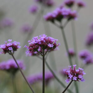 Verbena bonariensis - Argentinisches Eisenkraut