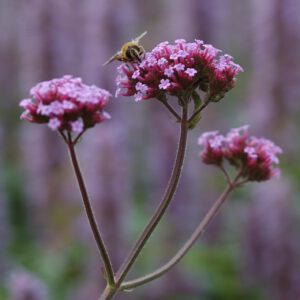 Verbena bonariensis - Argentinisches Eisenkraut