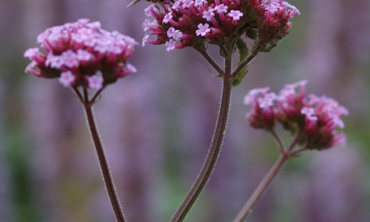 Verbena bonariensis - Argentinisches Eisenkraut