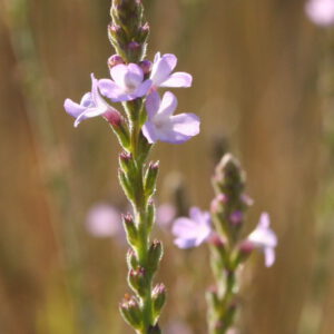 Verbena hastata 'Blue Spires' - Lanzen-Eisenkraut 'Blue Spires'
