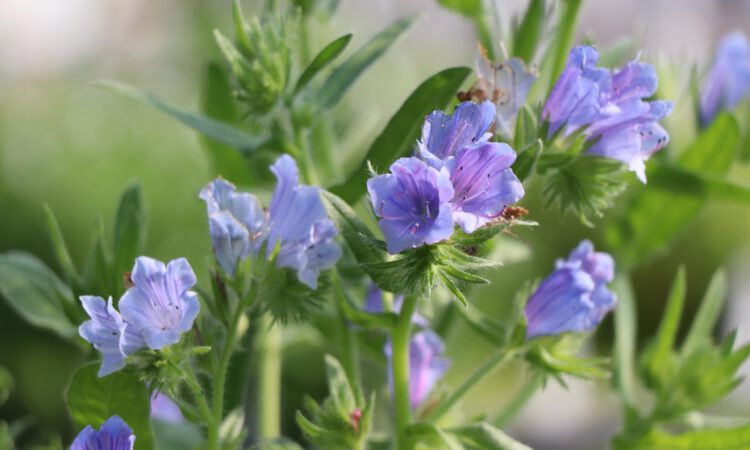 Echium plantagineum 2