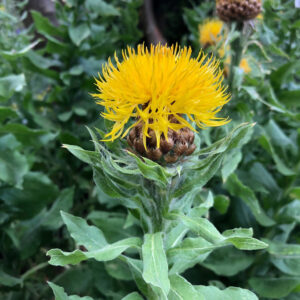 Centaurea macrocephala