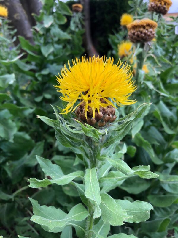 Centaurea macrocephala