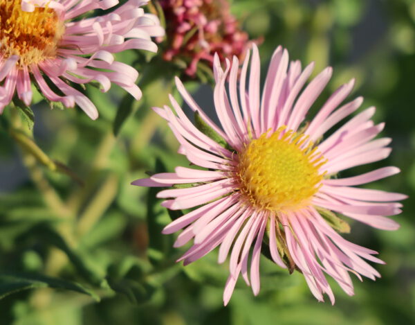 Aster novae-angliae 'Rosa Sieger' - Raublatt-Aster 'Rosa Sieger'