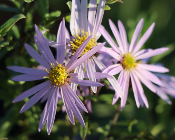 Aster pyrenaeus 'Lutetia' - Pyrenäen-Aster 'Lutetia'