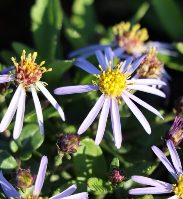 Aster ageratus var. adustus 'Nanus' - Zwerg-Wildaster