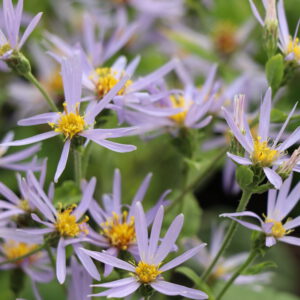 Aster x herveyi 'Twilight' - Herzblatt-Aster 'Twilight'