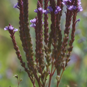 Verbena hastata 'Blue Spires' - Lanzen-Eisenkraut 'Blue Spires'