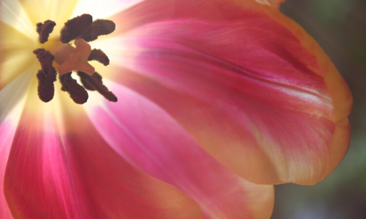Tulpe Gegenlicht